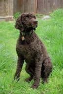 Ps plemena: Loveck > Americk vodn panl (American Water Spaniel)