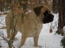 Ps plemena: Pinov, knrai a molossoidn > Anglick mastif (English Mastiff)