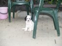 Ps plemena: Loveck > Anglick setr (English setter)