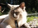 Koky: Ptuln a ptelsk > Balinska koka (Balinese Cat)