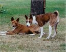 Basenji