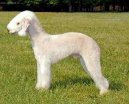 :  > Bedlington terier (Bedlington Terrier)