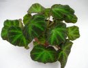 Pokojov rostliny: Rostliny z ozdobnmi listy > Begonie, kysaly (Begonia)