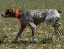 :  > Belgick oha (Belgian Shorthaired Pointer)