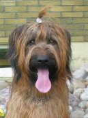 Briard