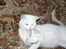 Koky: Krtkosrst > Britsk krtkosrst koka (British Shorthair Cat)