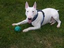 Ps plemena: Terii > Bulterir (Bullterir) (Bull Terrier)