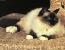 :  > Burma (Sacred Birman Cat)