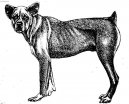 Ps plemena:  > Cao Fila de Saint Miguel (Cao Fila de Sao Miguel, Azores Cattle Dog)