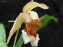 Pokojov rostliny:  > Celogyne (Coelogyne)