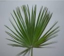 Pokojov rostliny:  > umara (Chamaerops humilis)