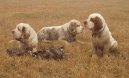 Ps plemena: Retrvi, sldii a vodn psi > Clumber panl (Clumber Spaniel)