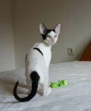 Cornish Rex