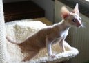 Fotky: Cornish Rex (foto, obrazky)