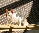 Fotky: Cornish Rex (foto, obrazky)