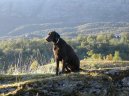 :  > Curly coated retrvr (Curly Coated Retriever)