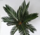 Pokojov rostliny: Polokee > Cykas japonsk (Cycas revoluta)