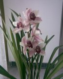 :  > Cymbidium (Cymbidium orchid)