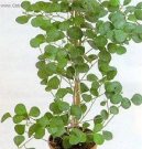 Pokojov rostliny: Fikusy > Fikus deltodea (Ficus deltoidea)