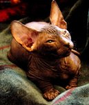 Koky: Bezsrst > Donsk sphynx (Don Sphynx Cat)