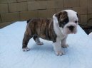 :  > Anglick buldok (English Bulldog)