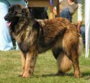 Ps plemena:  > Estrelsk pasteveck pes (Estrela Mountain Dog)