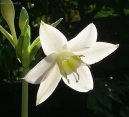 Fotky: Eucharis, lbenka (foto, obrazky)