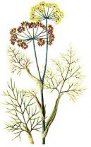 Pokojov rostliny:  > Fenykl Obecn (Foeniculum officinalis)
