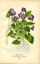 Pokojov rostliny:  > Fialka (violka) Vonn (Viola odorata L)