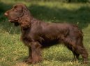 Ps plemena: Retrvi, sldii a vodn psi > Field panl (Field Spaniel)