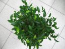 Pokojov rostliny: Fikusy > Fikus Bendamina (Ficus benjamina)