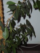 Pokojov rostliny:  > Fikus lirovidn (Ficus lyrata)