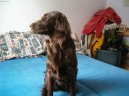 Ps plemena: Retrvi, sldii a vodn psi > Flat Coated Retriever