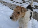 Ps plemena: Terii > Foxterier drsnosrst (Fox Terrier Wire)