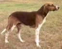 :  > Francouzsk trikolorn honi (French Tricolour Hound)