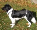 :  > Frzsk oha (Stabyhoun, Frisian Pointing Dog)