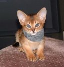 Koky:  > Habesk koka (Abyssinian cat)