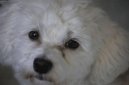 :  > Havansk psk, Havansk bionek (Bichon Havanais, Havanese)