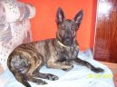 Ps plemena:  > Holandsk ovk (Dutch Shepherd Dog)