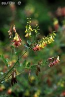 Pokojov rostliny:  > Huang Qi Chuang chi (Astragalus membranaceus)