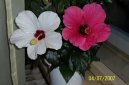 Pokojov rostliny:  > Ibiek nsk (Hibiscus rosa-sinensis)