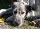 Ps plemena: Chrti > Irsk vlkodav (Irish Wolfhound)