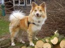 Ps plemena:  > Islandsk pes (Iselandsk Farehond / Icelandic sheepdog)