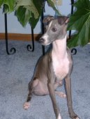 Ps plemena: Chrti > Italsk chrtk (Italian Greyhound)