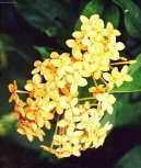 Pokojov rostliny:  > Ixora arlatov (Ixora coccinea)