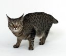 Koky: Dlouhosrst > Japonsk bobtail dlouhosrst (Pixie-Bob)