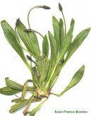 :  > Jitrocel Kopinat (Plantago lanceolata)