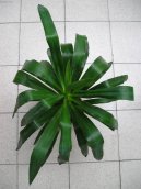 Pokojov rostliny:  > Juka (Yucca aloifolia)