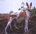 Kanrsk podenco