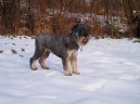 :  > Knra stedn (Schnauzer, Mittelschnauzer)